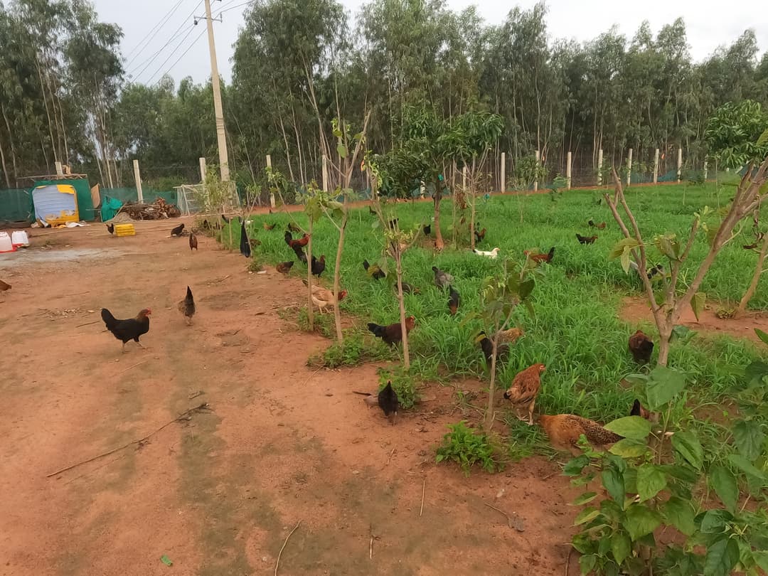 Fresh Farm Eggs