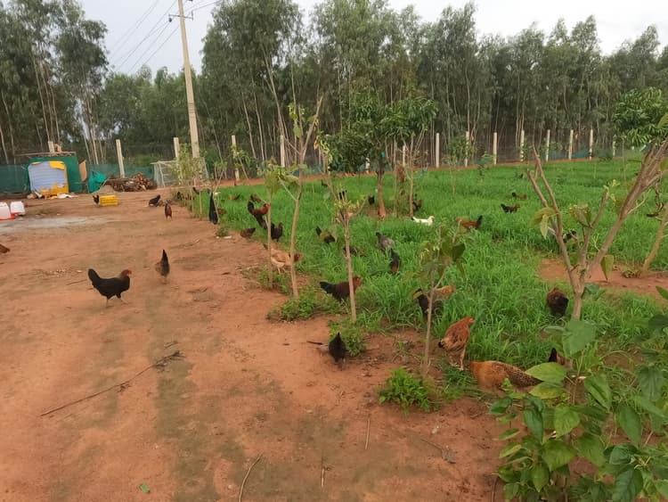 BN Farms gallery