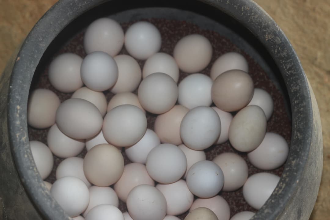 Healthy Chicks